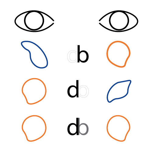 Schema de l'oeil directeur dans le cas d'une personne dyslexique.