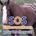 SOS télésurveillance vidéosurveillance des chevaux