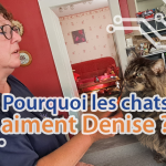 Cover-article-techblog-pourquoi-les-chats-aiment-denise