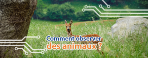 cover-techblog-article-observer-des-animaux-sauvage-foret-nature-astuces